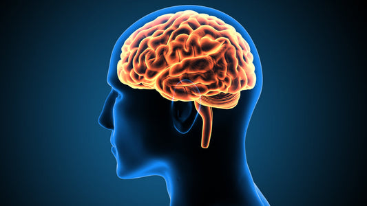 The Gut-Skin-Brain Axis: Unlocking Your Metabolic Potential from the Inside Out
